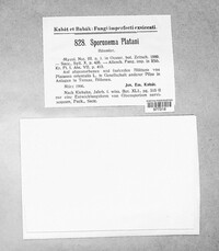Apiognomonia veneta image